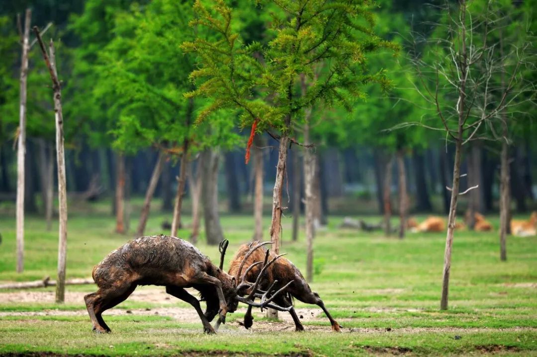 听麋鹿讲故事之生活习性篇第二季