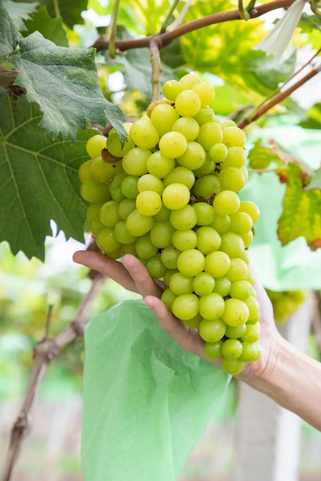 299元玩一天清远300亩凤梨葡萄熟了香甜多汁来摘就送