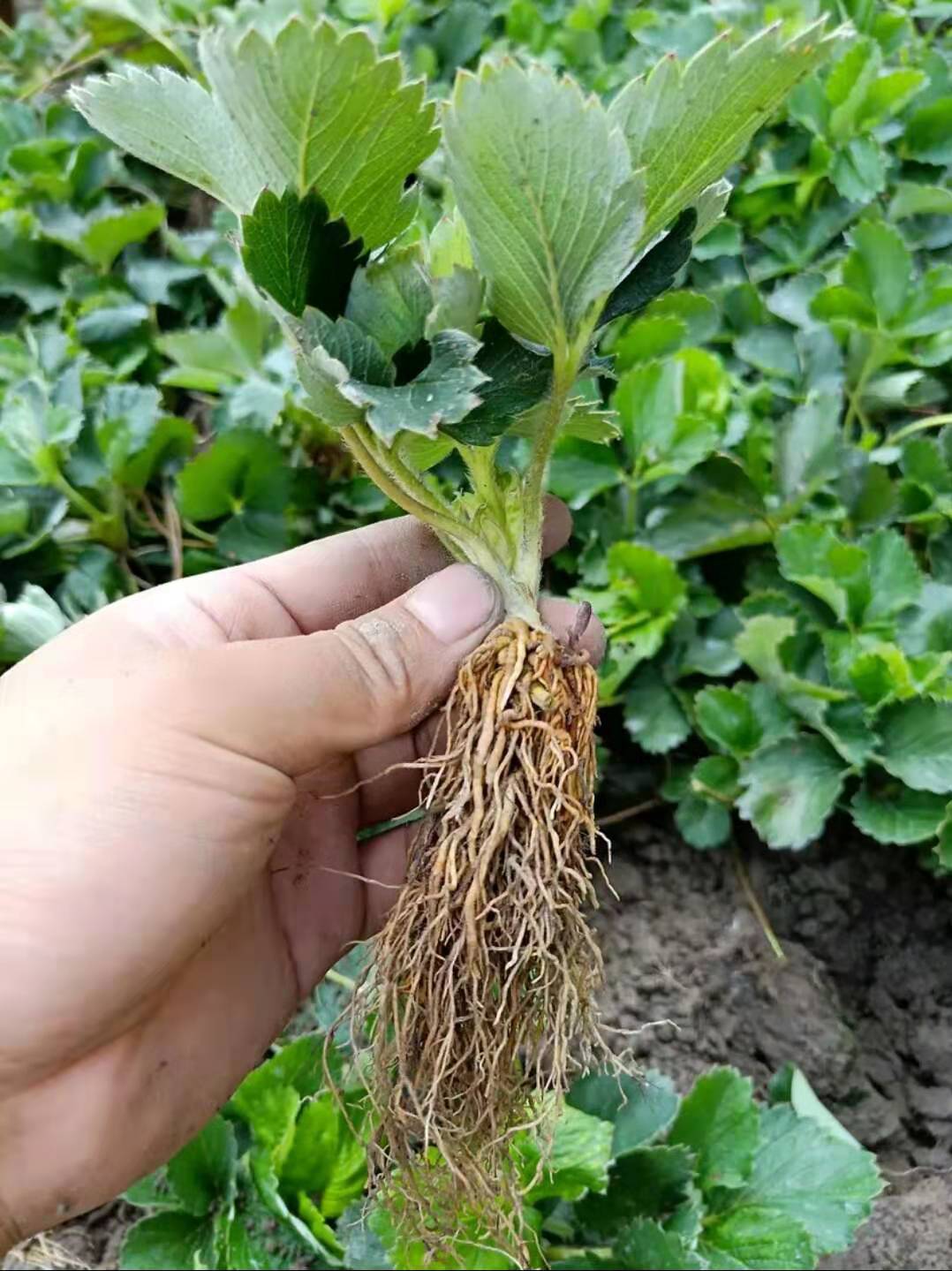 好的红颜草莓苗如何选择