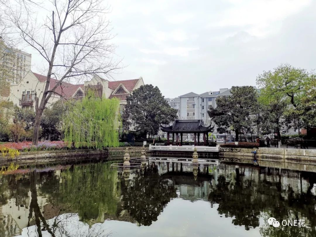 赏花去上海最上镜的中心城区公园一