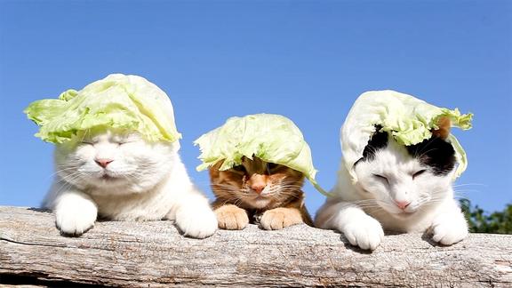 猫大叔们拿菜叶子当帽子戴这也太牛了吧