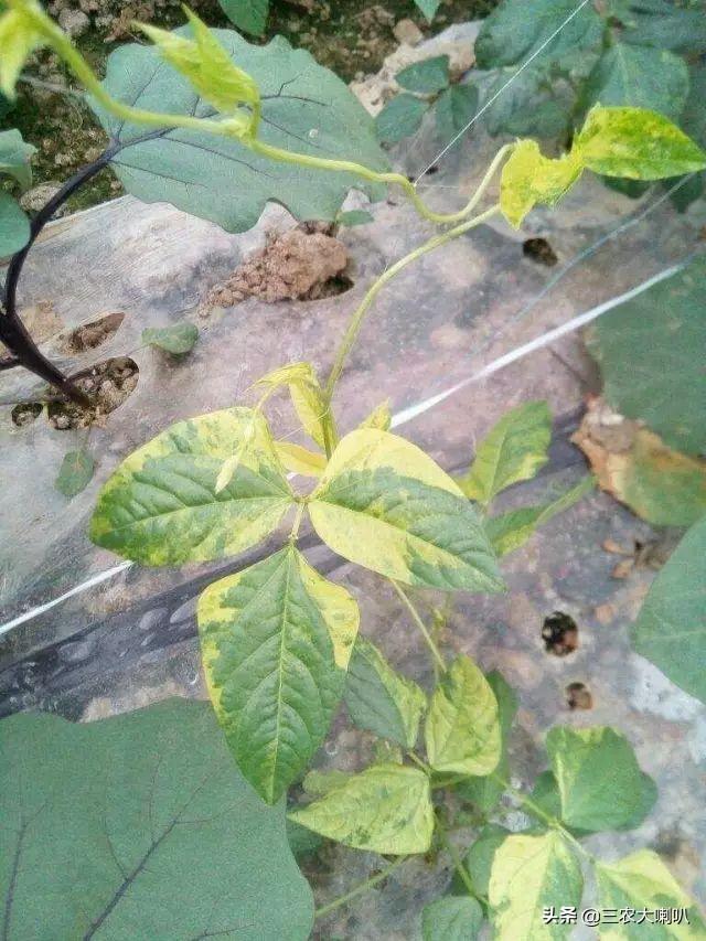 豆类作物病虫药害高清图谱田间实拍一看就明白