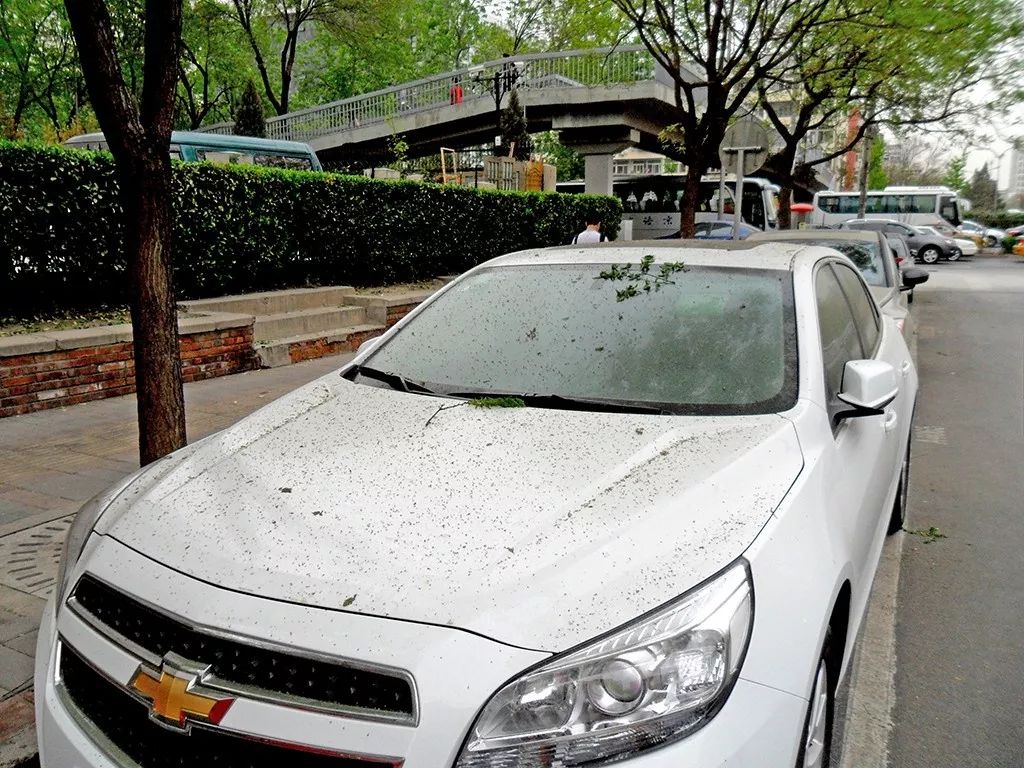 祛斑有方清理树胶鸟屎的方法