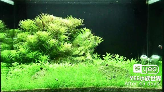 极简沙底水草造景鱼缸开缸3个月变化记录