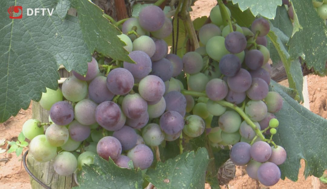 脱贫攻坚系列报道 || 丹凤龙王沟:水杂果鼓起群众钱袋子