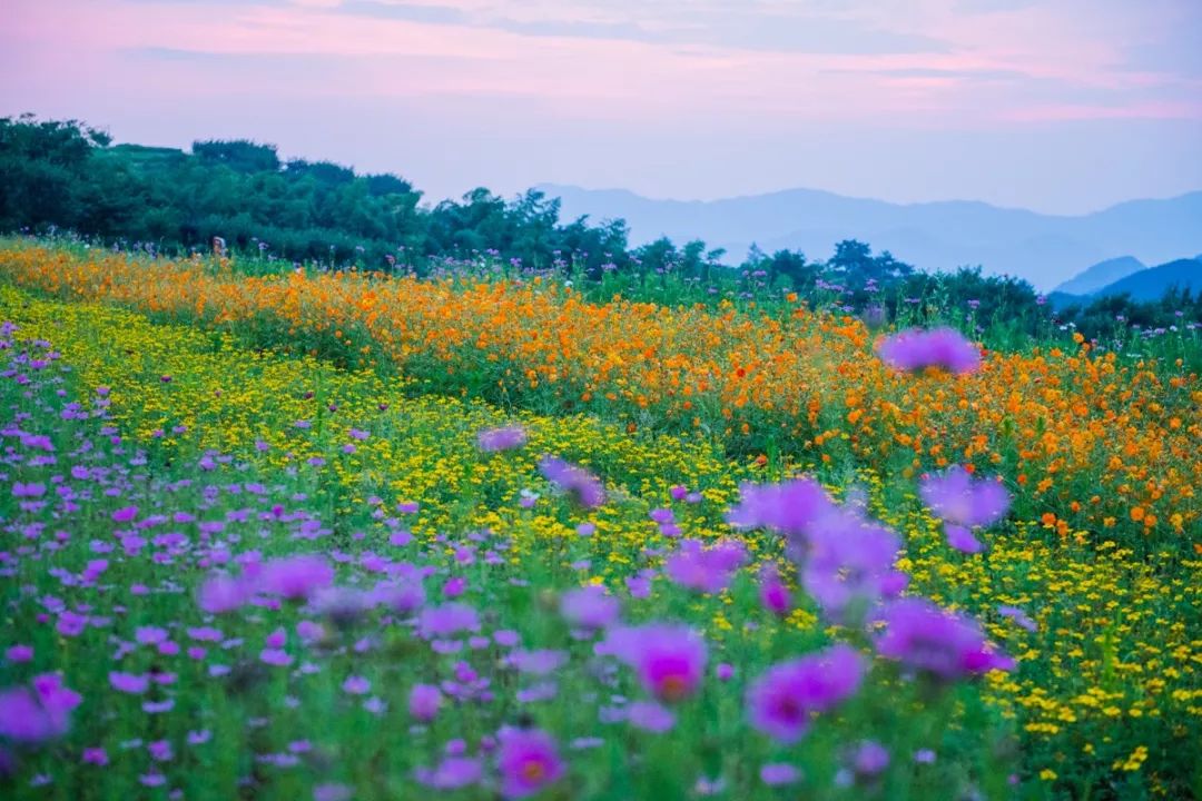 大山之美余姚大岚七彩山丘花海