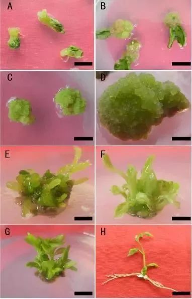 以根,茎,叶,花药或花粉,成熟胚或幼嫩胚等为起始外植体,在外源激素