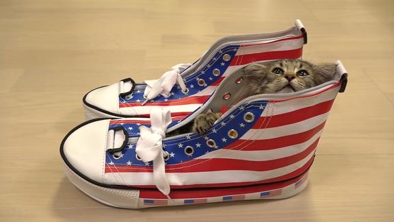 沉迷于玩鞋子无法自拔的猫咪们对就是这个味儿