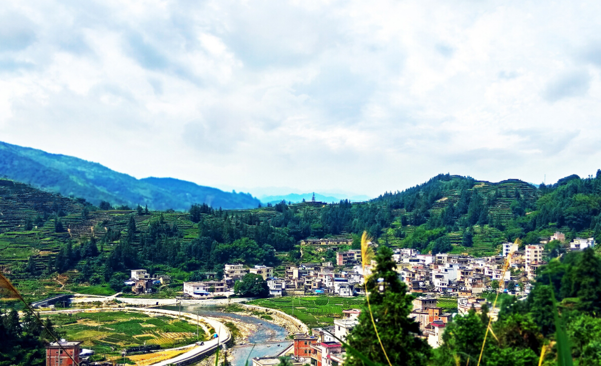 绿水青山茶园飘香丰顺八乡山龙岭村