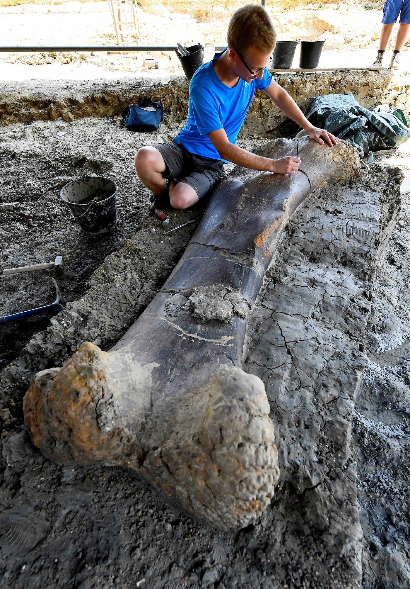 法国挖出一根近2米的恐龙骨头,重达500公斤,至今保存完好