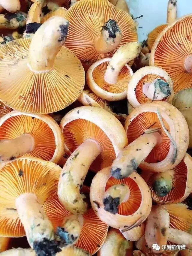 (松滋独特的野山菌松花菌)松滋乡村小炒松花菌以上图片来源万家网友