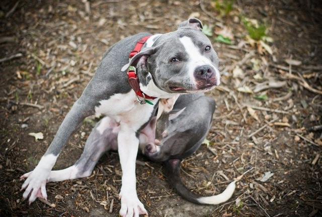 狗狗总是浑身痒要警惕蜱虫与跳蚤使用这一招让它们去无踪