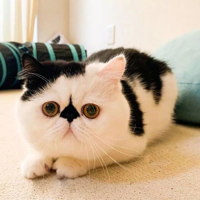 好大一张脸!惆怅!