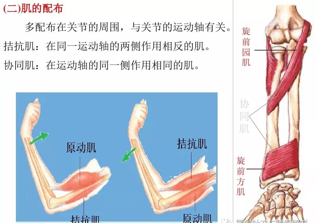 运动解剖学肌肉图文