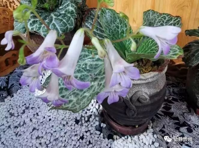 贵州喀斯特岩石上的这种植物,人称"岩白菜",它究竟是盘什么"菜"?