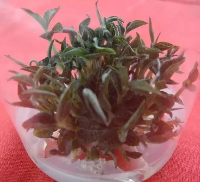 同步不定芽诱导体系(图片来源于中科院辰山科研中心遗传转化平台)3