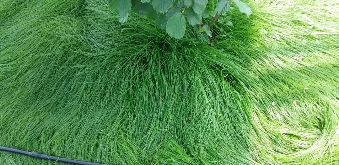 以草克草能为果园增产的绿草之星鼠茅草