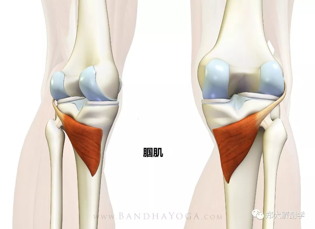 腘绳肌≠腘肌它是膝关节稳定的肌肉可能您很少听说腘肌