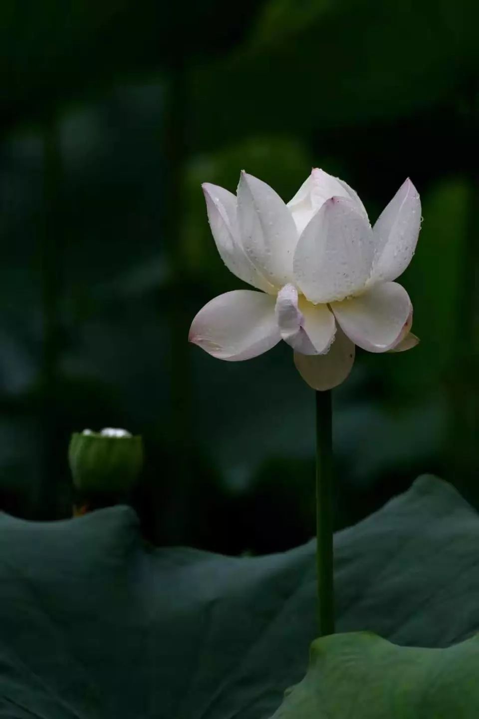 陈二虎盛夏荷花几度丰姿恰出水一袭纯洁不玷泥