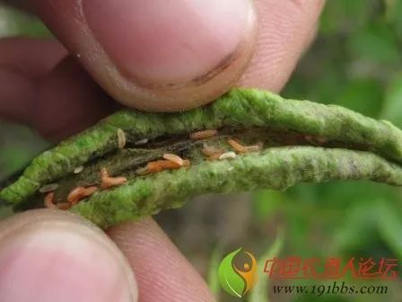 梨瘿蚊防治关键时期为越冬蛹羽化前1周(3月下旬至4月上旬),第一和第二