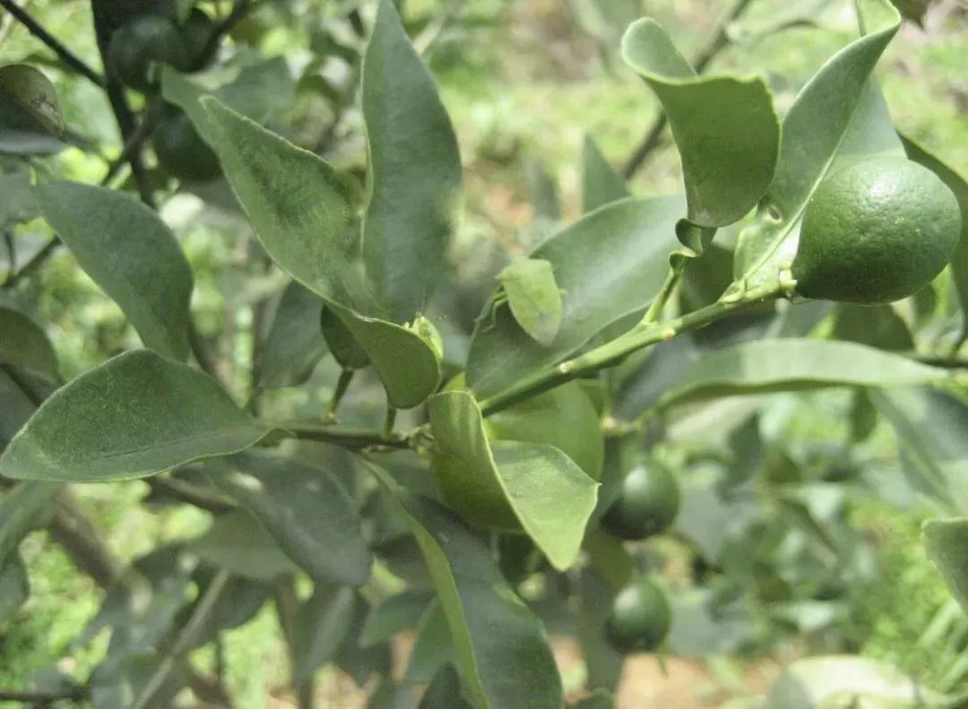 九香蟲黃背盾蝽蝽象的發生特點雖然受害果實果肉相對完好,但剖開後