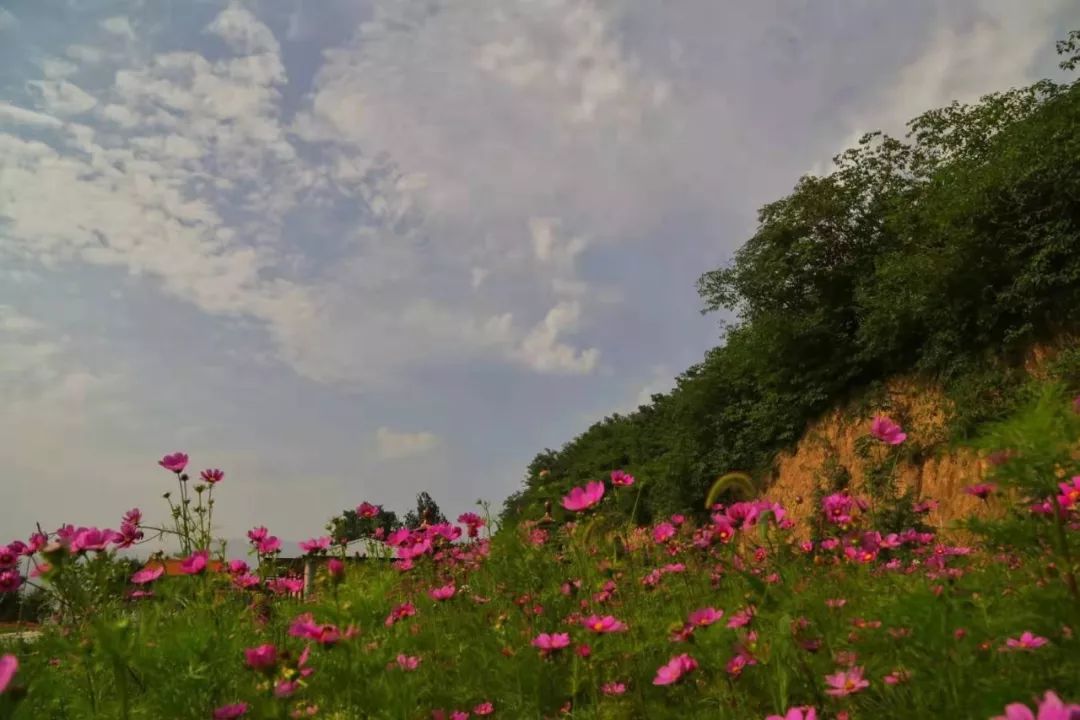 藏藏藏不住了宝鸡市区这片花海已经惊艳绽放你知道吗关键还可以免费