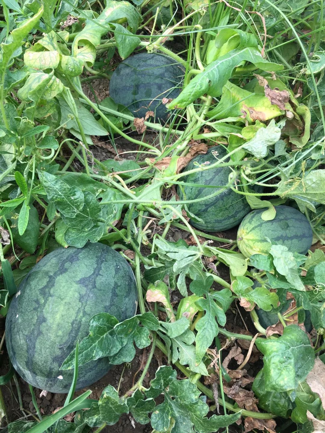 太平新品种西瓜,瓜甜果靓,周末约起来!