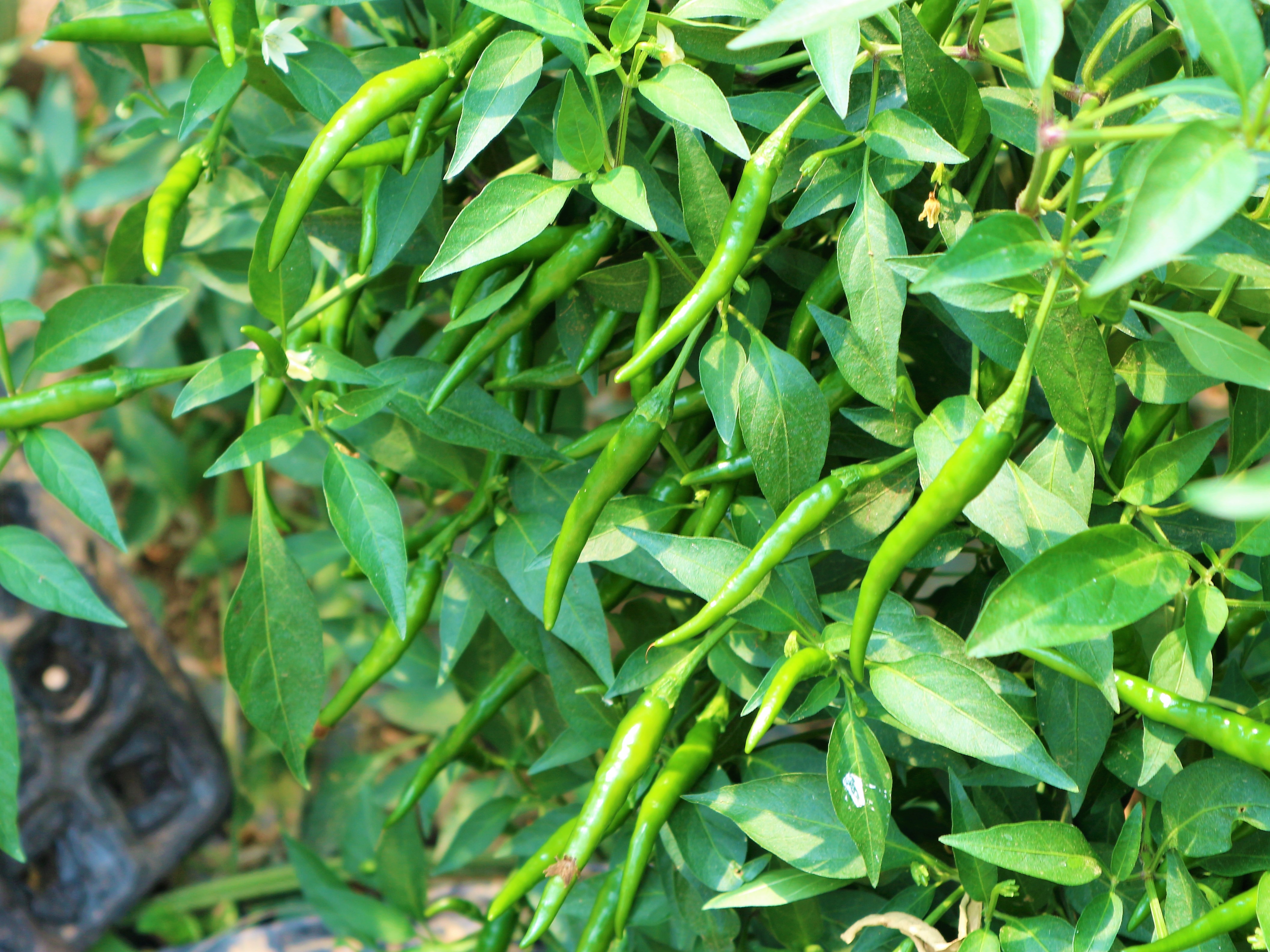 农民种植一种辣椒,3亩净赚60000元,被当地农民称为摇钱树