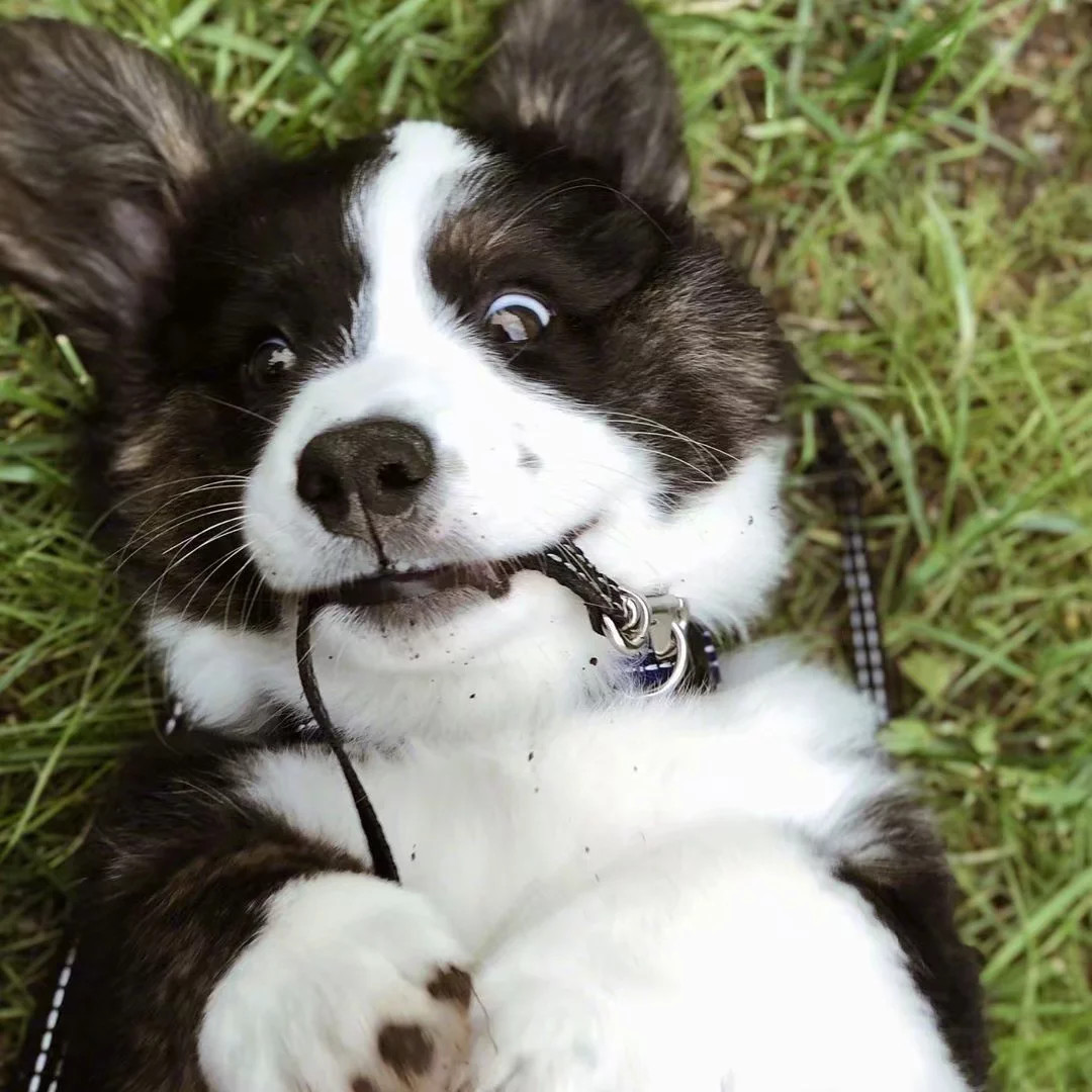 黑白的柯基也好可爱啊!