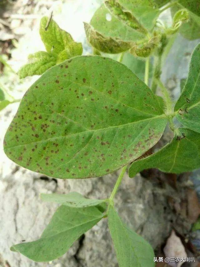 豆类作物病虫药害高清图谱田间实拍一看就明白