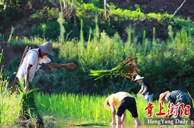 硫市党员干部帮助农民插秧7月24日下午,在衡南县硫市镇盘古村的一片