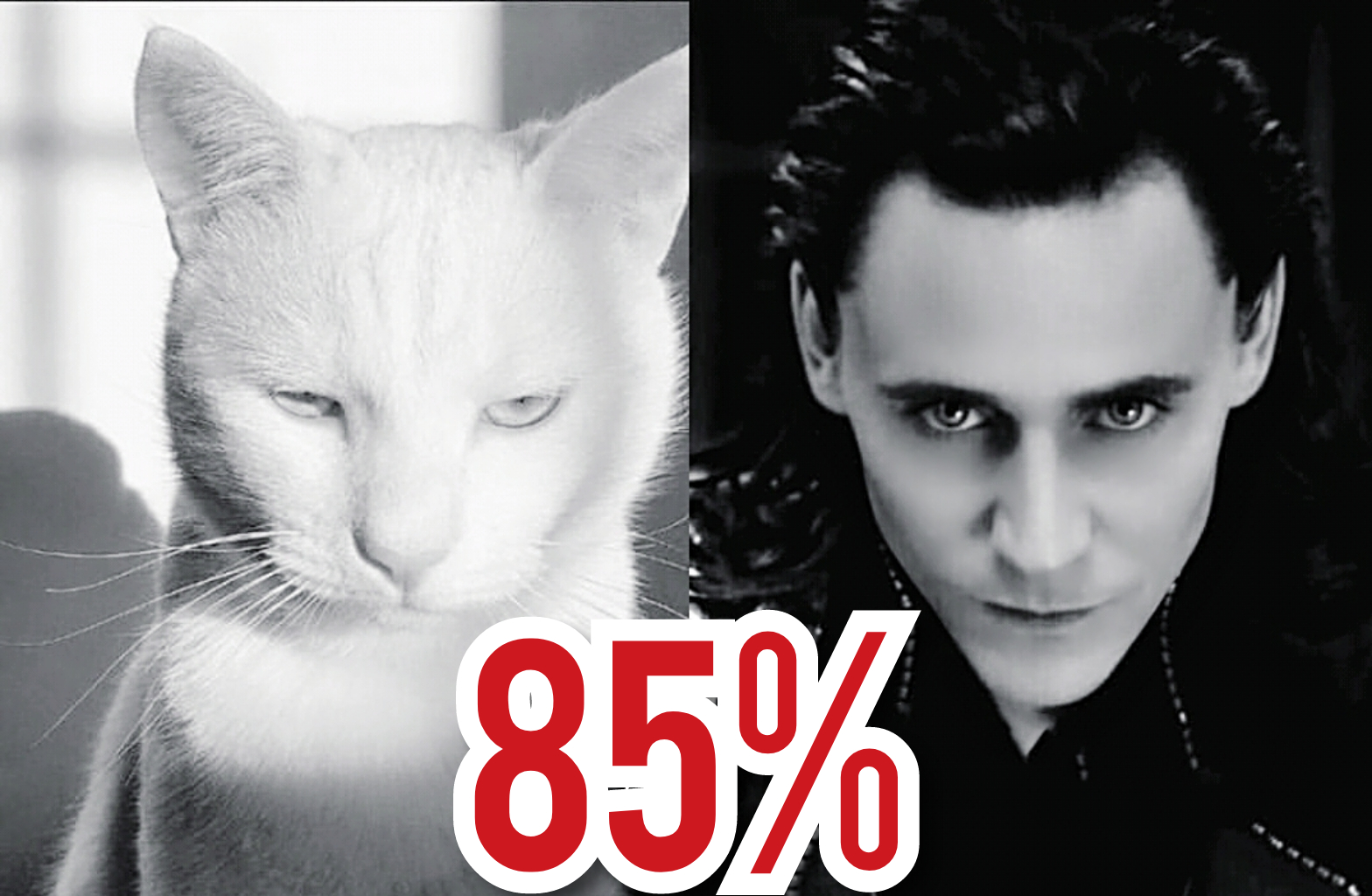 嘘说出来你可能不相信洛基其实是猫做的