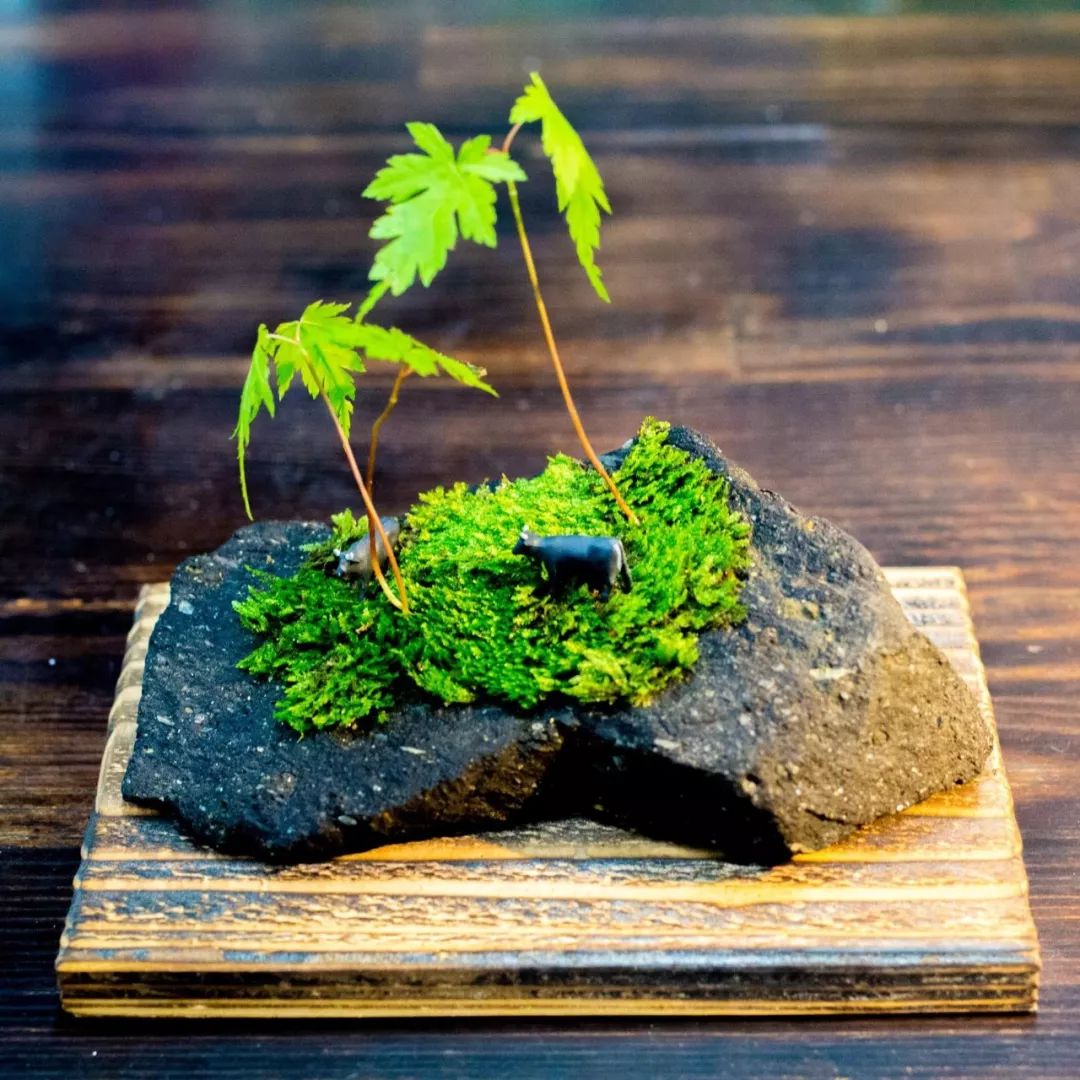 如何让盆景快速长满青苔