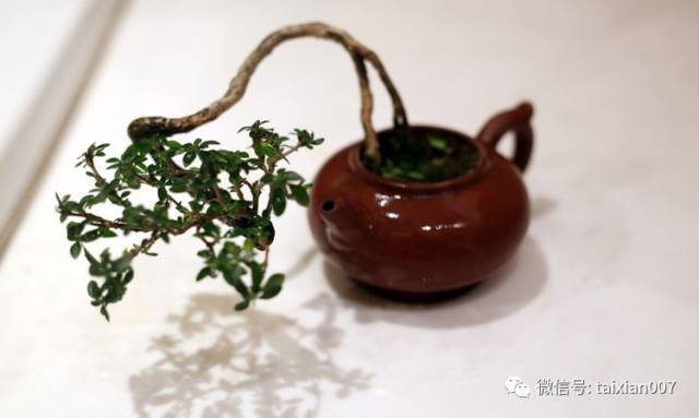 茶壶造盆景没见过