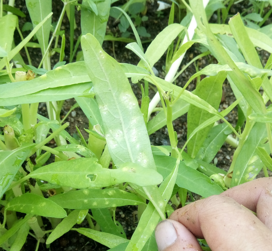 腫大後的空心菜嫩莖可以吃,雖然是真菌感染引起的病害,和油茶樹的茶餅