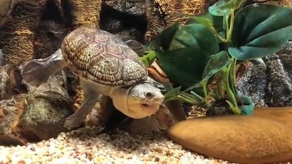 鳄龟的老鼠大餐