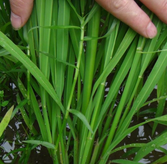 水稻破口期病虫害如何防治?科学用药,适期防治"三虫三病"