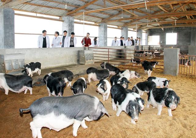 据悉,目前,湖南省流沙河花猪生态牧业股份有限公司旗下已拥有六个养殖