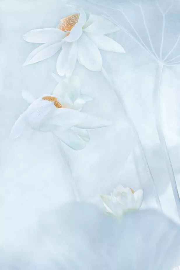 素雅清荷炎热酷暑中的一缕清凉