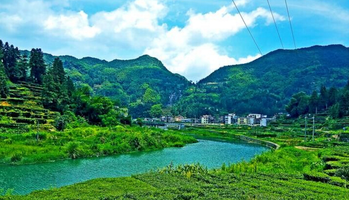 绿水青山茶园飘香丰顺八乡山龙岭村