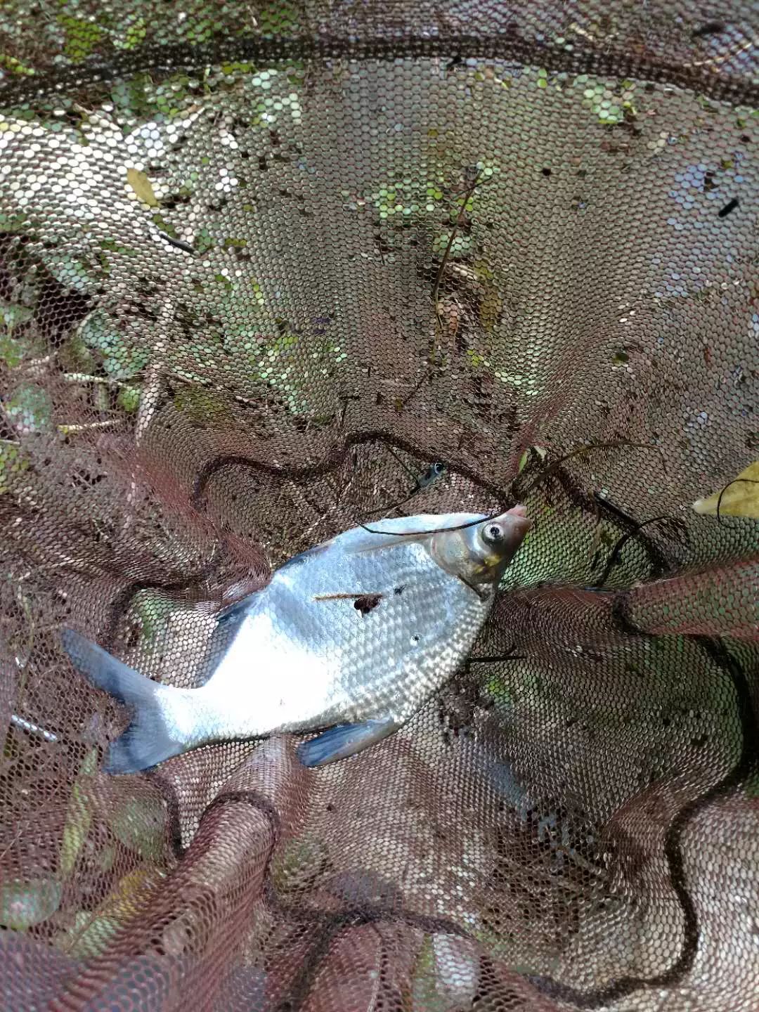 鬼餌蘭溪野釣鯽鯉紛紛入護來