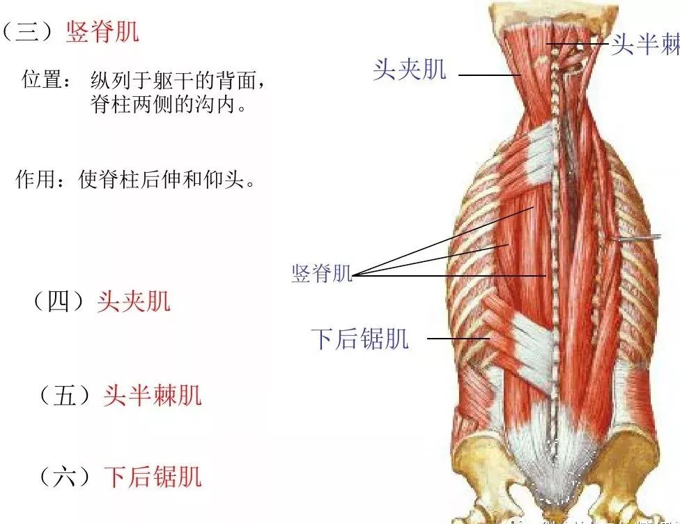 運動解剖學肌肉圖文