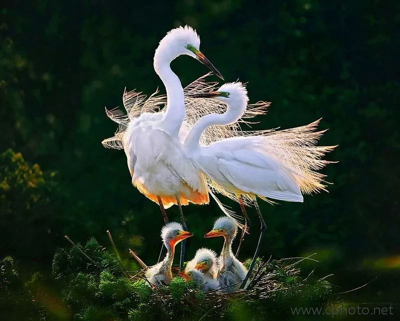 第二届珠海国际摄影展暨2019珠海海洋文化摄影展获奖作品欣赏一