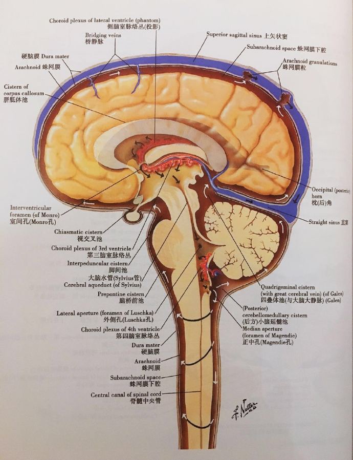生物动力学颅骶疗法脑脊液作为一种机制
