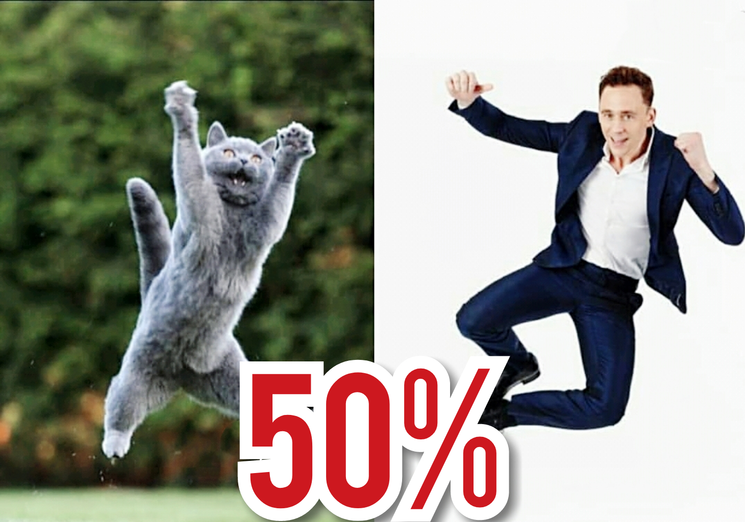 嘘说出来你可能不相信洛基其实是猫做的