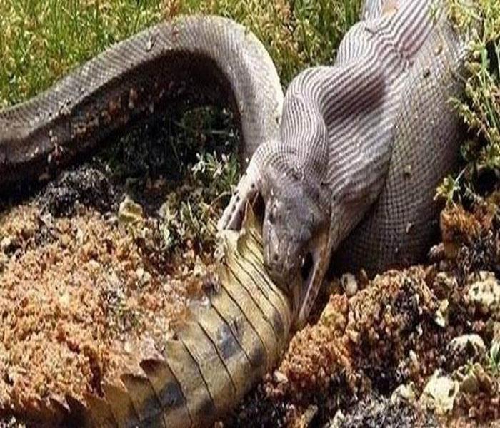 巨蟒绞杀鳄鱼艰难吞下,肚子撑的动弹不得,无法离开河边!_蟒蛇