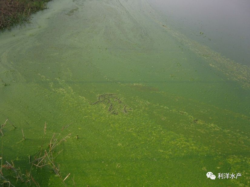尤以鞭毛藻类大量繁殖最为明显(常见的有膝口藻,裸藻),鞭毛藻类能运动
