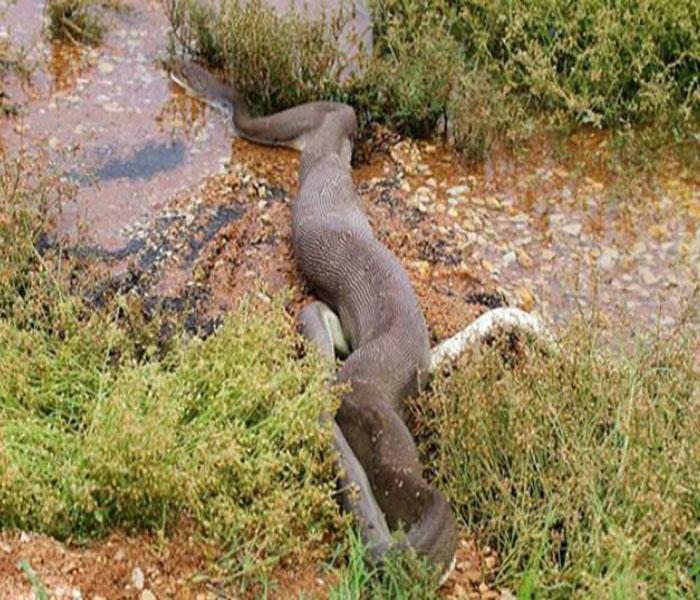 巨蟒绞杀鳄鱼艰难吞下,肚子撑的动弹不得,无法离开河边!