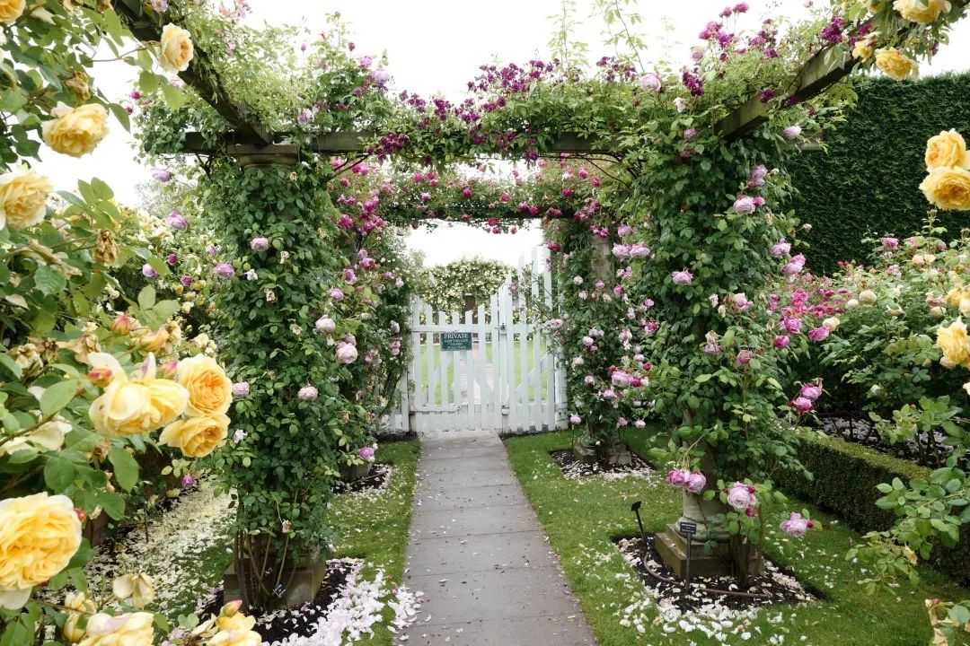 海妈花园访问 | 2019英国奥斯汀玫瑰园朝圣之旅