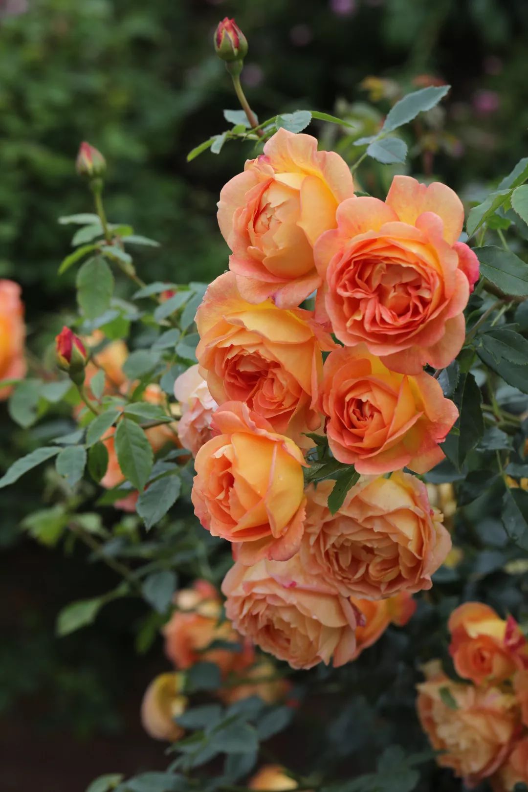 海妈花园访问 | 2019英国奥斯汀玫瑰园朝圣之旅_月季